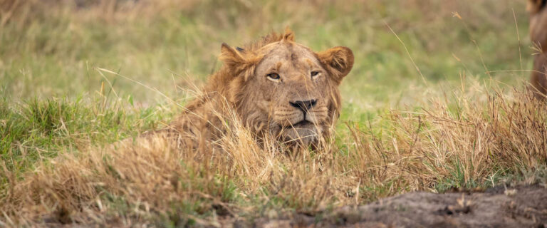 Male lion resting in Queen Elizabeth National Park during a Uganda wildlife safari.