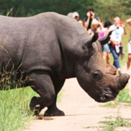 Guided rhino tracking experience at Ziwa Rhino Sanctuary in Uganda