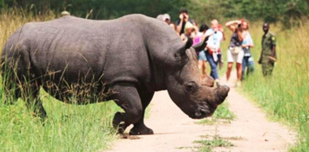 Guided rhino tracking experience at Ziwa Rhino Sanctuary in Uganda