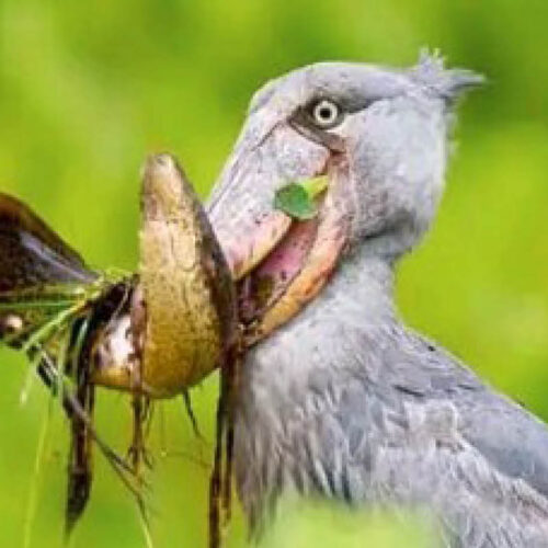 Shoebill Stork holding a lungfish during a guided Shoebill tracking experience in Mabamba Swamp, Uganda