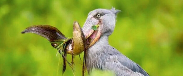 Shoebill Stork holding a lungfish during a guided Shoebill tracking experience in Mabamba Swamp, Uganda