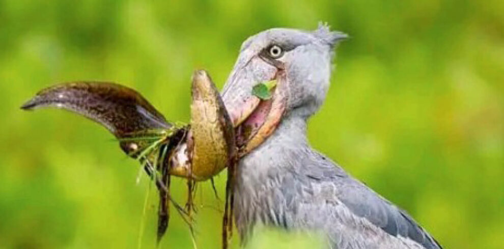 Shoebill Stork holding a lungfish during a guided Shoebill tracking experience in Mabamba Swamp, Uganda