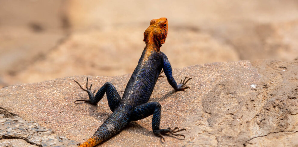 Colourful agama lizard photographed during a wildlife photography safari in Uganda.
