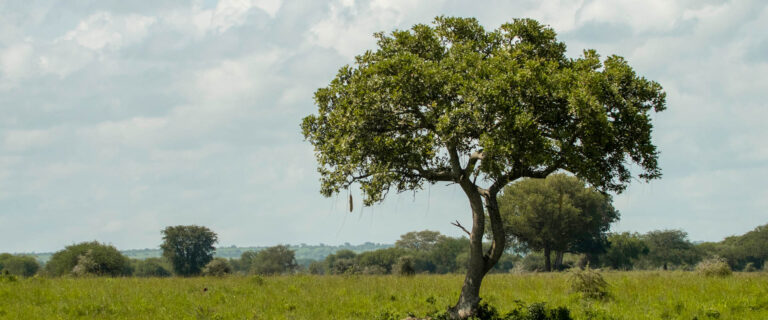 Scenic savannah landscape in Uganda showcasing the breathtaking beauty experienced on Uganda and Rwanda scenic safaris.
