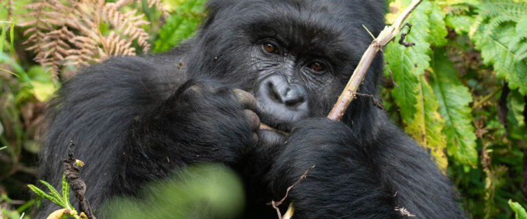 Mountain gorilla feeding in the bamboo forest of Volcanoes National Park, Rwanda.