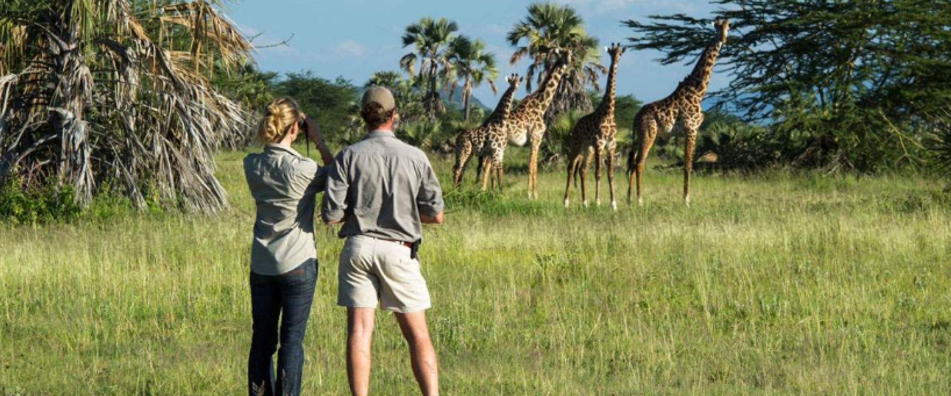 Guests enjoying a wildlife viewing safari as giraffes roam the savannah in Uganda