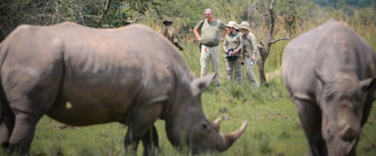 Visitors tracking southern white rhinos on foot at Ziwa Rhino Sanctuary in Uganda.
