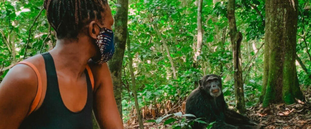 5 Days Uganda Safari with traveller observing chimpanzees during chimpanzee trekking in Kibale