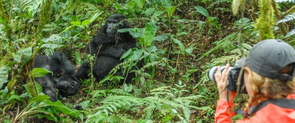 5-Day Uganda Safari with traveller observing a mountain gorilla during gorilla trekking in Bwindi