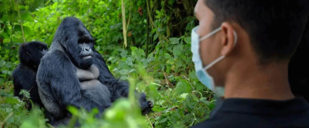 7 Days Gorilla Safari with traveller observing a mountain gorilla during gorilla trekking in Bwindi