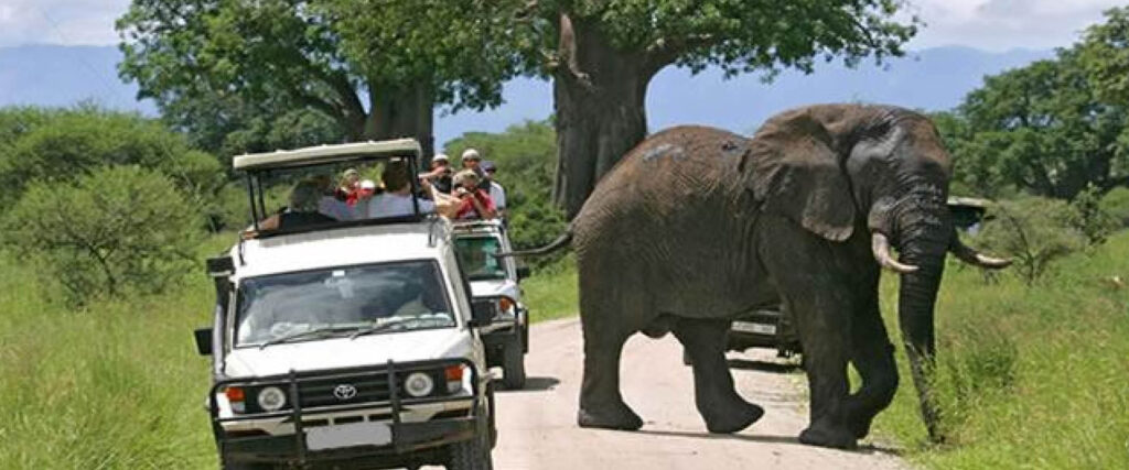 7 Days Gorilla Safari in Uganda with travellers viewing wildlife in Queen Elizabeth National Park