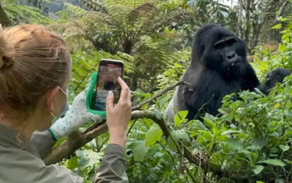 7 Days Gorilla Safari: Uganda Itinerary