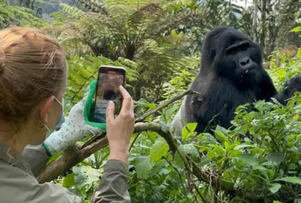 7 Days Gorilla Safari in Uganda with mountain gorilla in Bwindi Impenetrable Forest