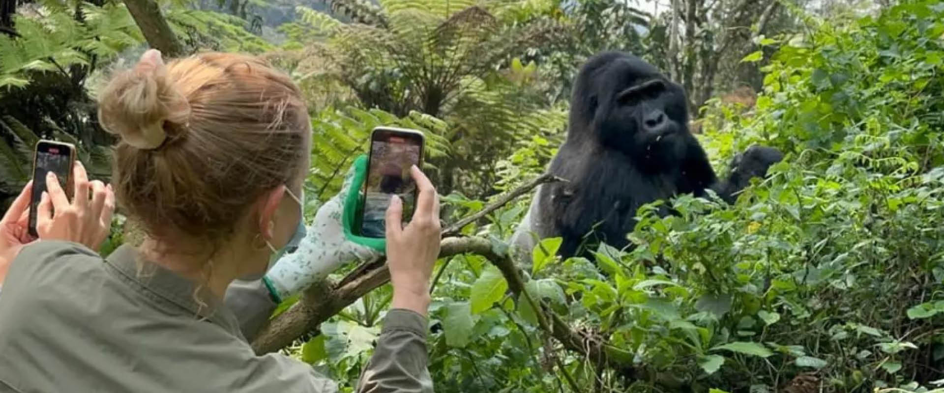 7 Days Gorilla Safari in Uganda with mountain gorilla in Bwindi Impenetrable Forest