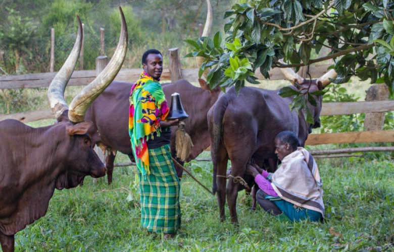ankole cultural experience long horned cattle