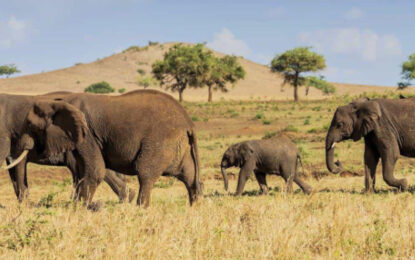 Best Time to Visit Uganda for a Safari