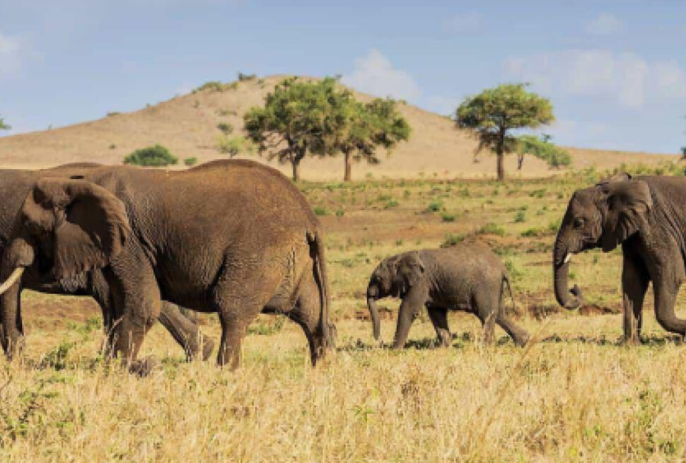 Best Time to Visit Uganda for a wildlife safari in Uganda