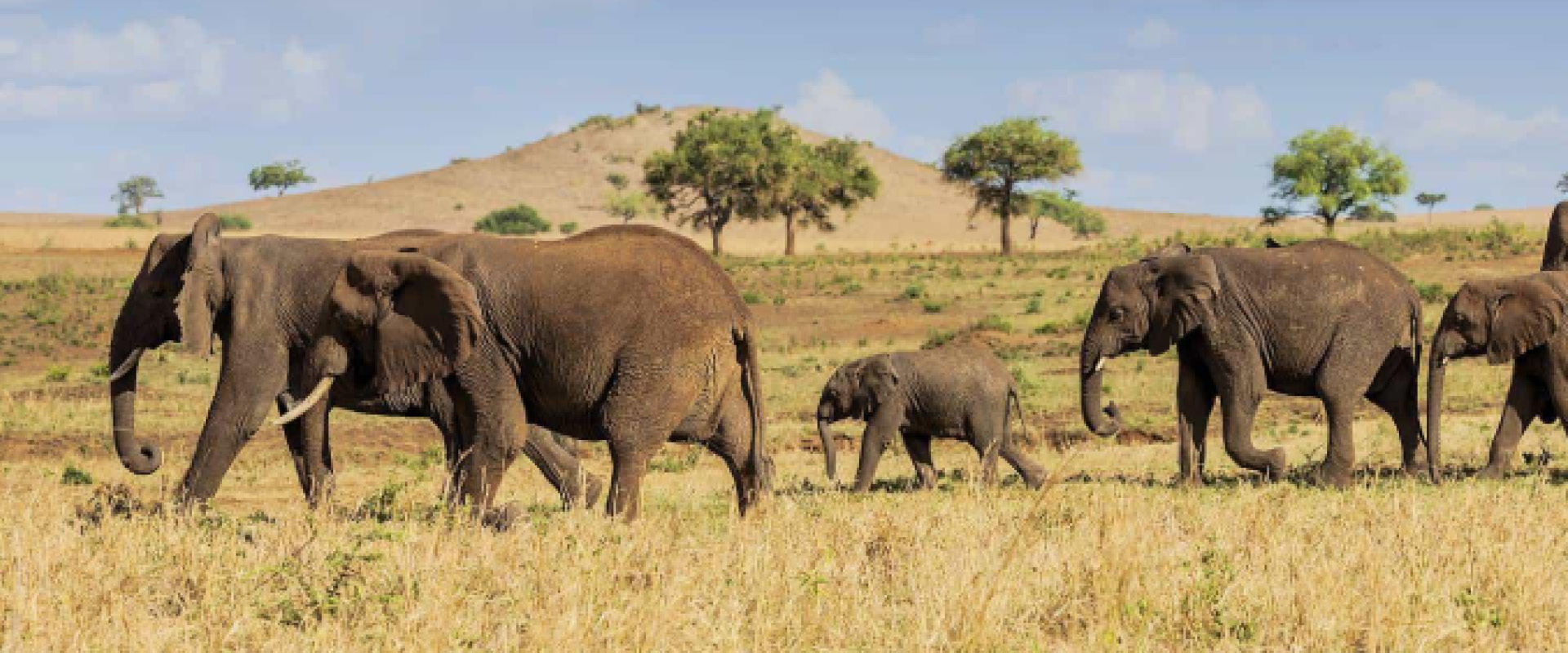 Best Time to Visit Uganda for a wildlife safari in Uganda