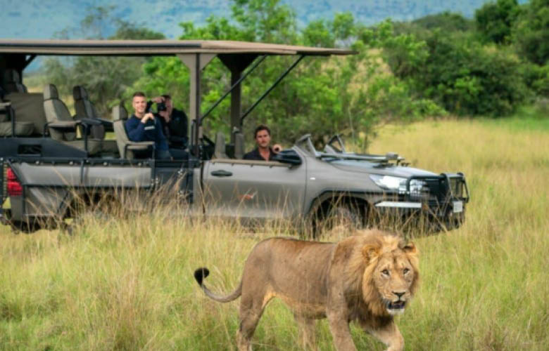 Lion during a game drive in Akagera National Park Rwanda