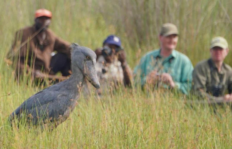 Birding in Uganda and Rwanda
