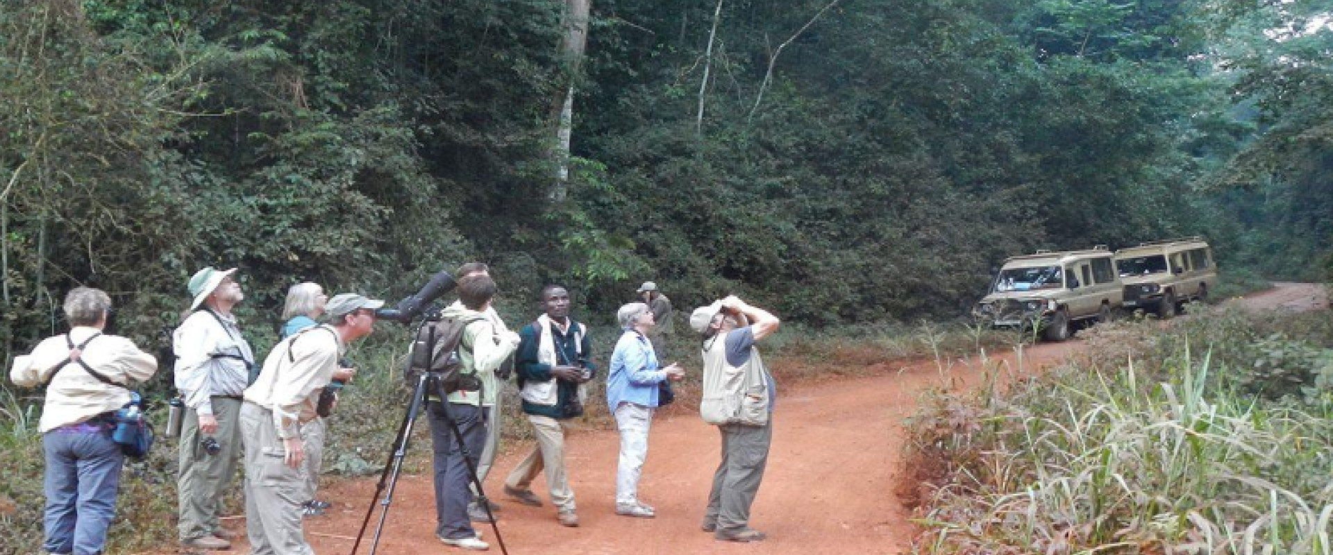 Birding Safaris in Uganda and Rwanda across forest and wetland habitats