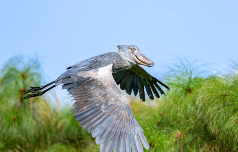 birdwatching rwanda shoebill akagera