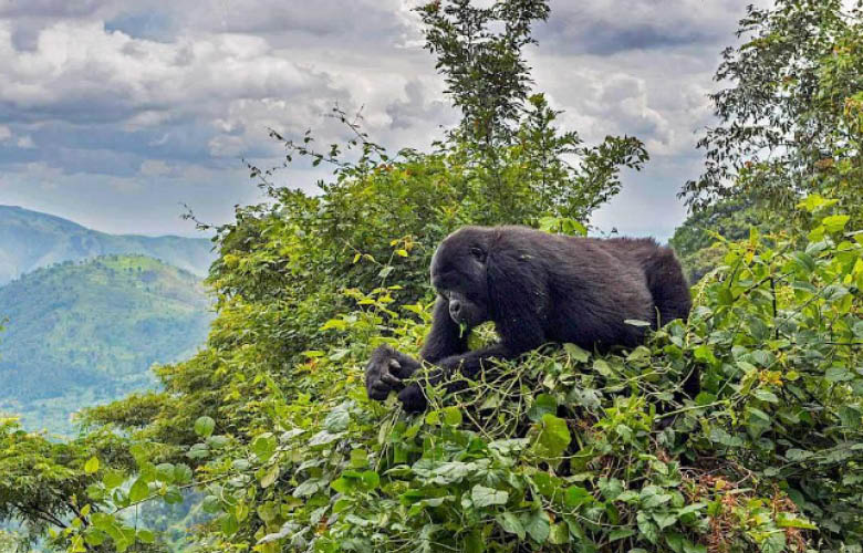 Bwindi Gorilla Trekking in Uganda rainforest