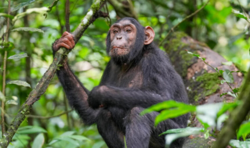 chimpanzee kibale national park uganda