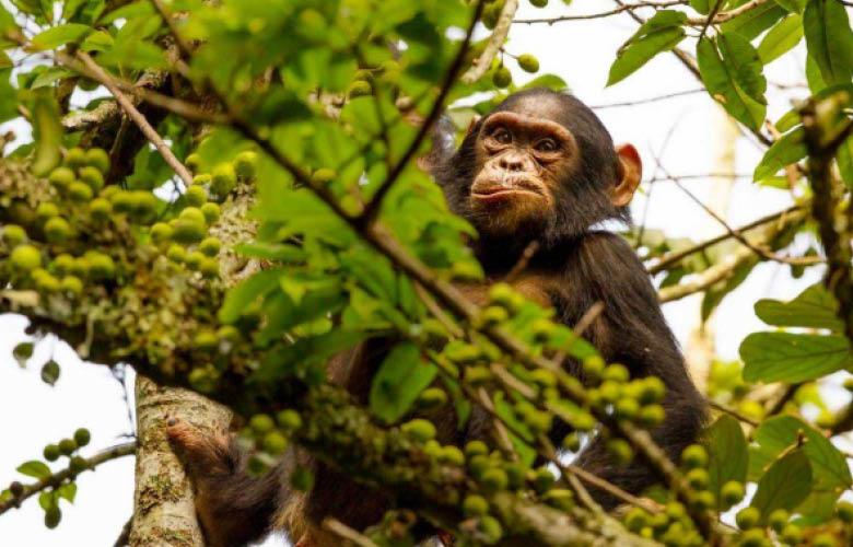 Chimpanzee in the canopy of Nyungwe National Park Rwanda