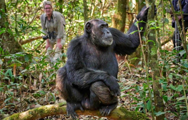 Chimpanzee Tracking Safari in Kibale Forest Uganda