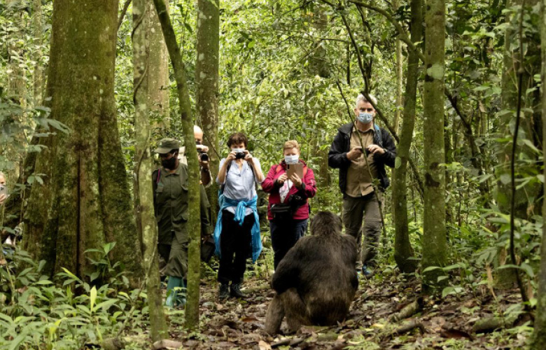 Chimpanzee Tracking Safari in Uganda and Rwanda tropical forests