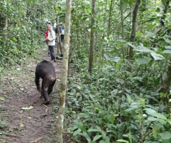 Chimpanzee Tracking Safaris in Kibale Forest of Uganda and Nyugwe Forest of Rwanda