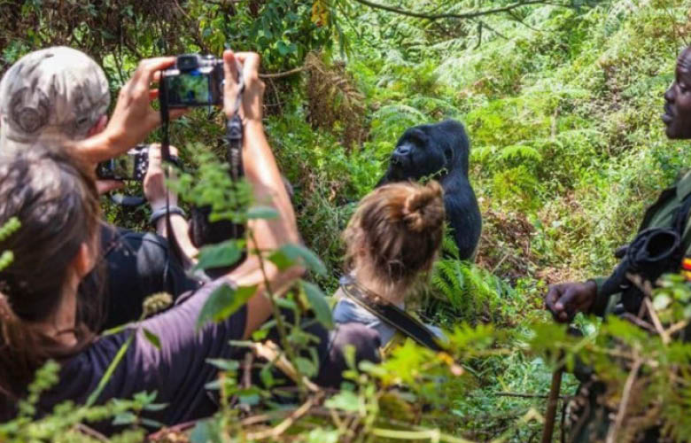 Gorilla Trekking in Uganda and Rwanda