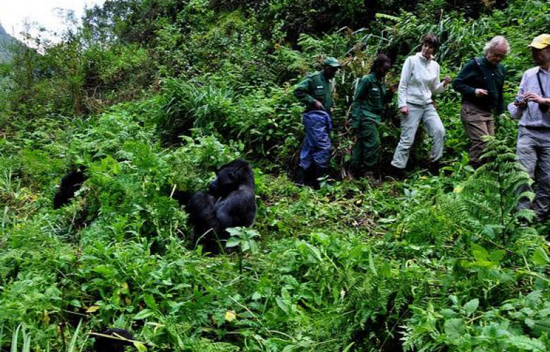 Mountain gorilla during Gorilla Trekking in Bwindi Impenetrable National Park, Uganda