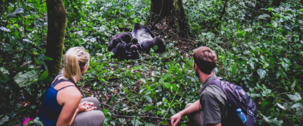 Trekkers observing mountain gorillas during a gorilla trekking experience in Bwindi Impenetrable National Park
