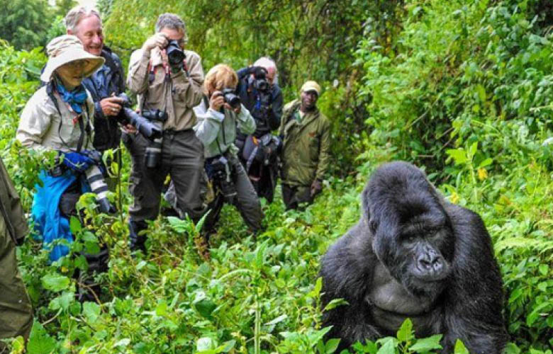 gorilla trekking safaris uganda rwanda