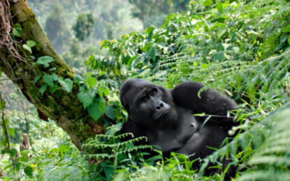How Many Days for a Uganda Safari?