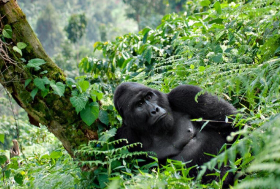 How Many Days for a Uganda Safari including gorilla trekking in Bwindi