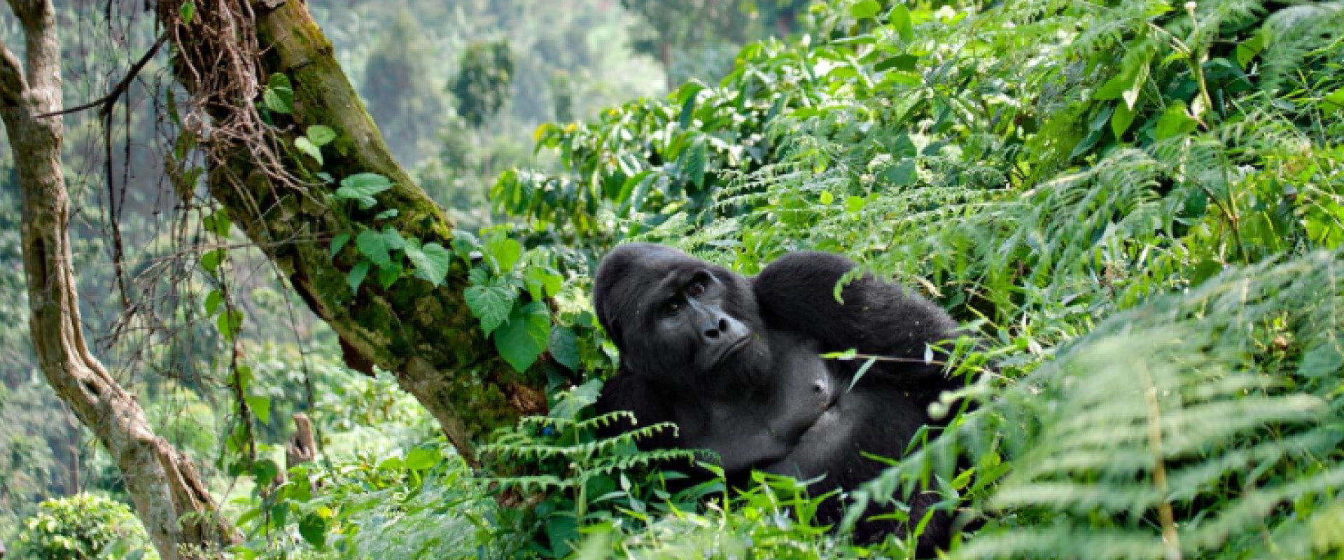 How Many Days for a Uganda Safari including gorilla trekking in Bwindi