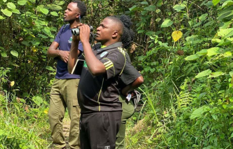 Birding Safari in Kibale National Park Uganda