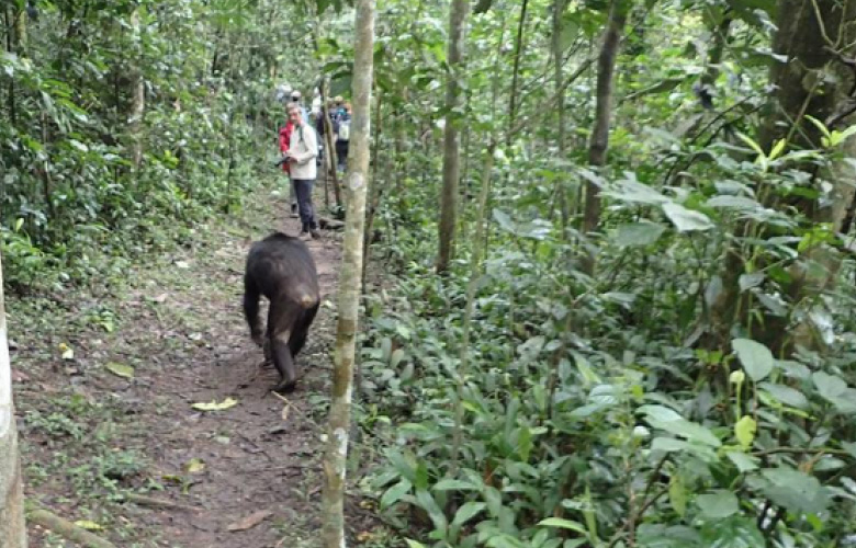 Kibale Chimpanzee Tracking in Uganda
