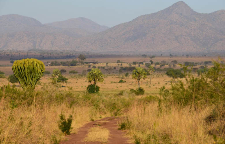 Kidepo Wildlife Safaris across expansive savannah and mountain landscapes