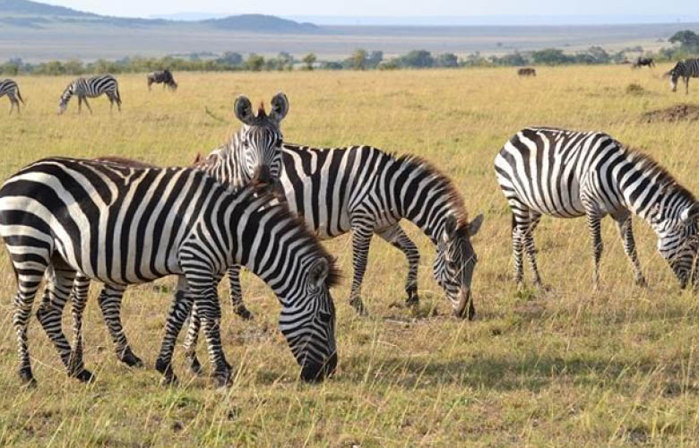 Lake Mburo Wildlife Safaris with zebras in Uganda