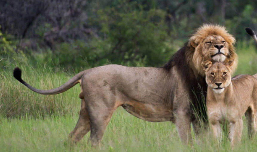 Lion resting on the Kasenyi Plains during a game drive in Queen Elizabeth National Park.