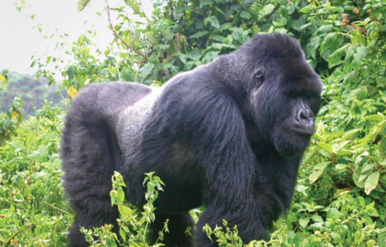 Mgahinga Gorilla Trekking in Uganda’s Virunga landscape