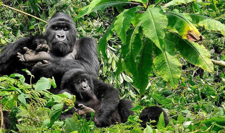 Mountain gorilla family in Bwindi Impenetrable National Park, Uganda.