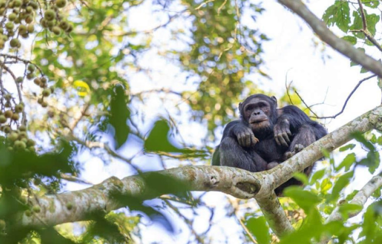 nyungwe chimpanzee tracking rwanda