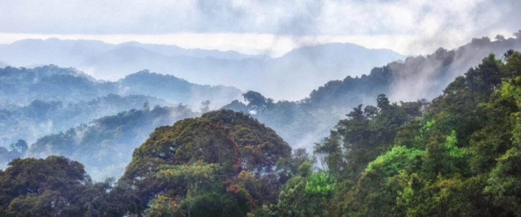 Nyungwe rainforest canopy in southwestern Rwanda