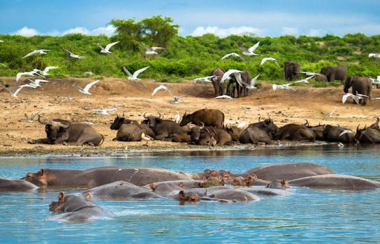 queen elizabeth wildlife safaris kazinga channel