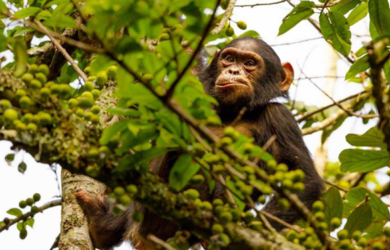rwanda chimpanzee safaris nyungwe